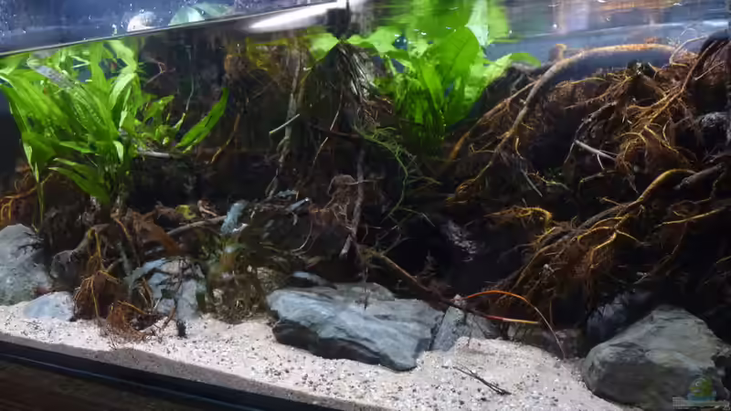 Aquarium Irgendwo in Asien von DerImperator (14)