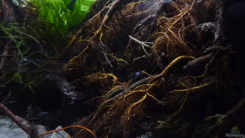 Aquarium Irgendwo in Asien von DerImperator (15)