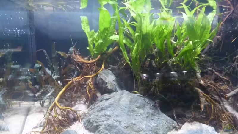 Aquarium Irgendwo in Asien von DerImperator (2)