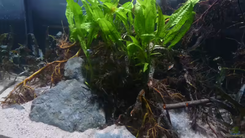 Aquarium Irgendwo in Asien von DerImperator (5)