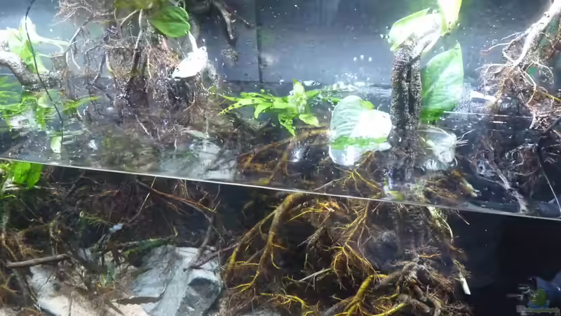 Aquarium Irgendwo in Asien von DerImperator (7)