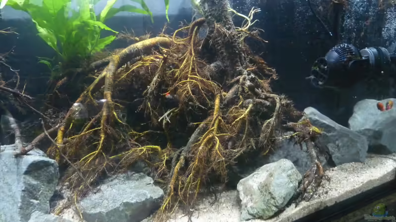 Aquarium Irgendwo in Asien von DerImperator (8)