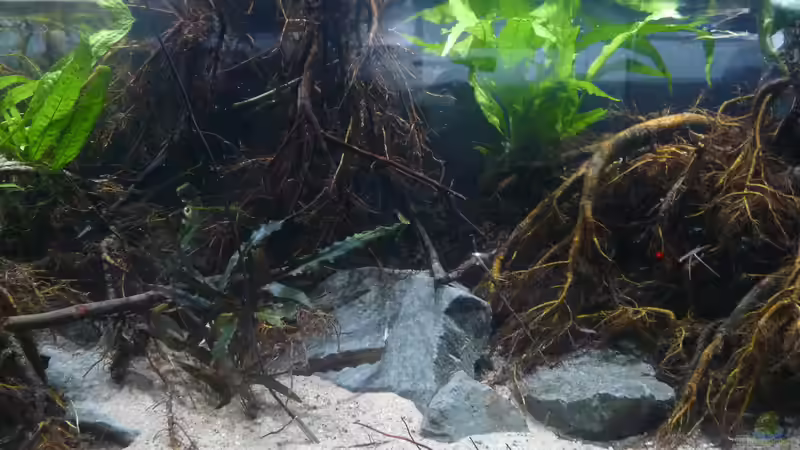 Aquarium Irgendwo in Asien von DerImperator (9)