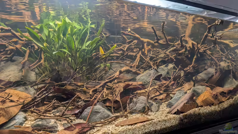 Aquarium Irgendwo in Sri Lanka von GKR (2)