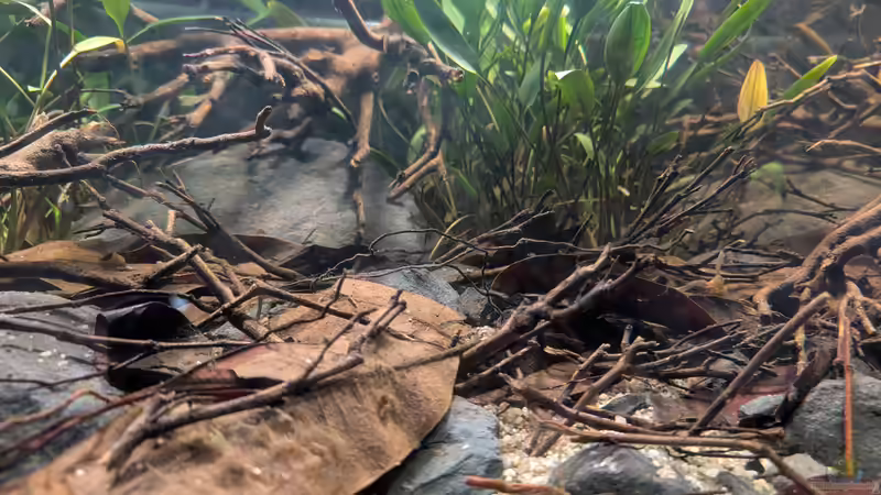 Aquarium Irgendwo in Sri Lanka von GKR (4)