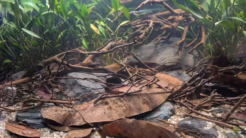 Aquarium Irgendwo in Sri Lanka von GKR (5)