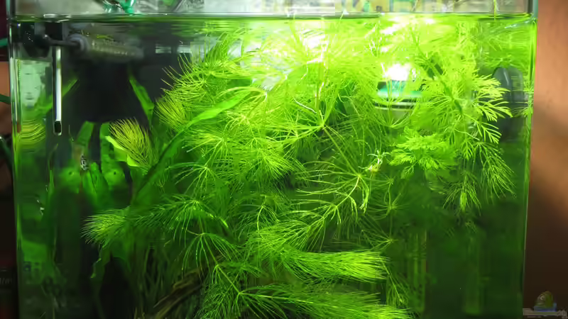 Aquarium It's not the size that matters von Joe Waters (7)