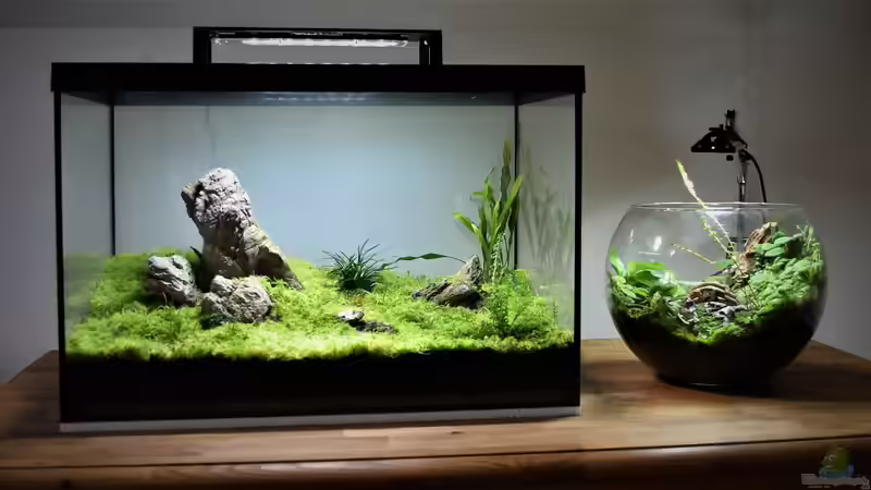 Aquarium Iwagumi Style von Junglist (2)