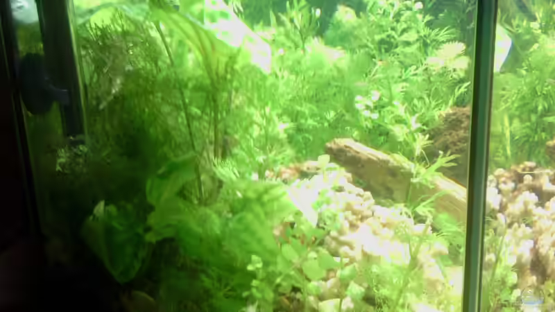 Aquarium Jannik sein Becken von Papa Rainer (2)