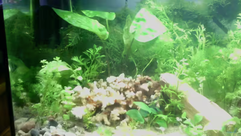 Aquarium Jannik sein Becken von Papa Rainer (3)