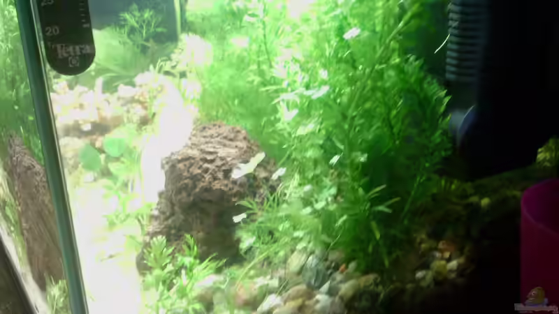 Aquarium Jannik sein Becken von Papa Rainer (4)