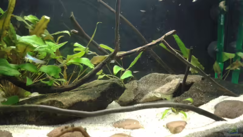 Aquarium JapanBlue Bachlauf von Ozi5467 (3)