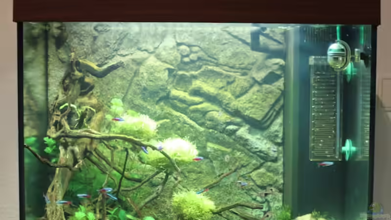 Aquarium Japangarten Shing Ping von Niklas Urban (2)