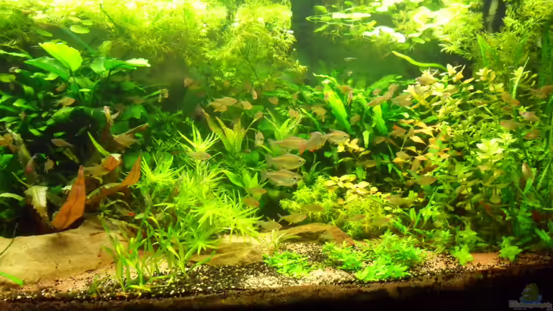 Aquarium jetzt ohne Aponogeton crispus von Bungi (58)