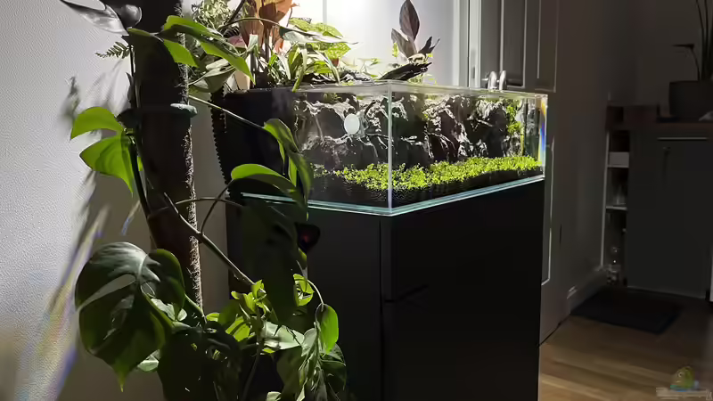 Aquarium Jungle Ufer von CzudemP (2)