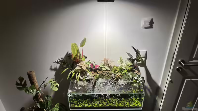 Aquarium Jungle Ufer von CzudemP (4)