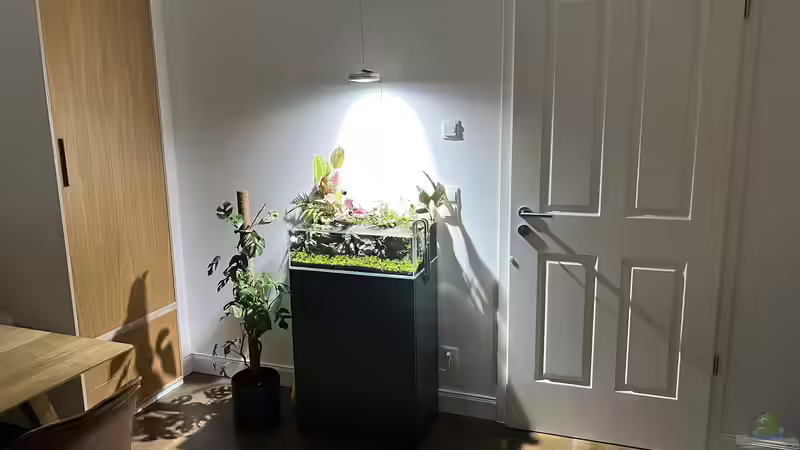 Aquarium Jungle Ufer von CzudemP (5)