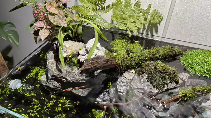 Aquarium Jungle Ufer von CzudemP (6)