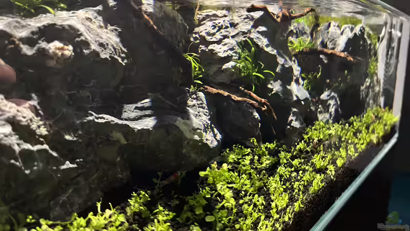 Aquarium Jungle Ufer von CzudemP (7)