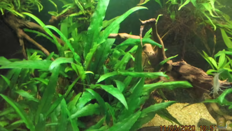 Aquarium Just like a new day -aufgelöst von okefenokee (11)