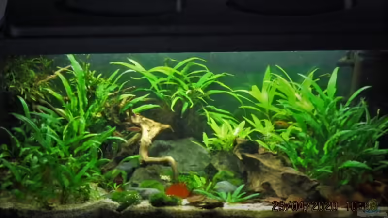 Aquarium Just like a new day -aufgelöst von okefenokee (13)