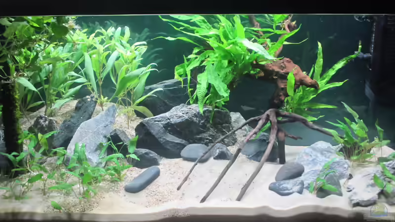 Aquarium Just like a new day -aufgelöst von okefenokee (2)