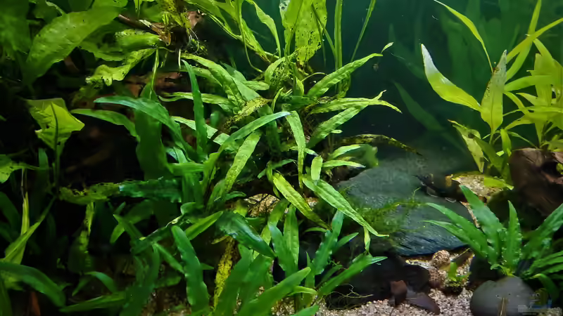 Aquarium Just like a new day -aufgelöst von okefenokee (21)