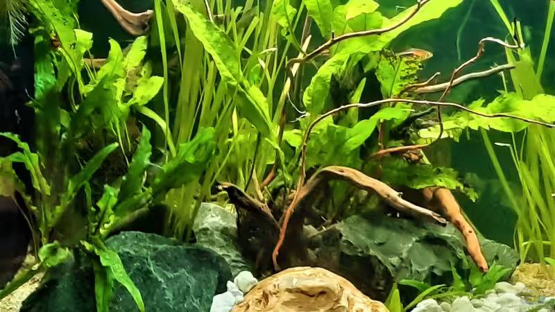 Aquarium Just like a new day -aufgelöst von okefenokee (23)