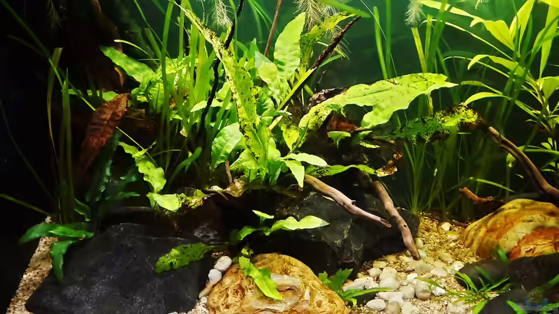 Aquarium Just like a new day -aufgelöst von okefenokee (30)