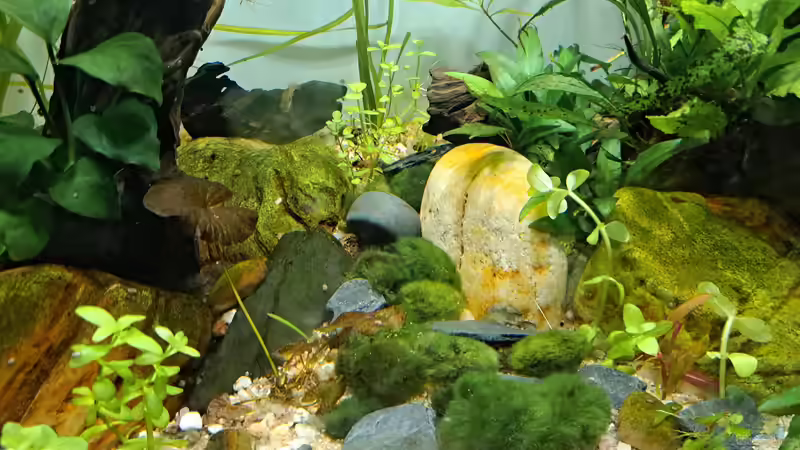 Aquarium Just like a new day -aufgelöst von okefenokee (50)