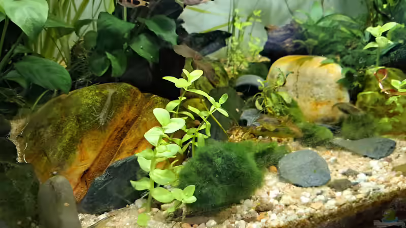 Aquarium Just like a new day -aufgelöst von okefenokee (52)