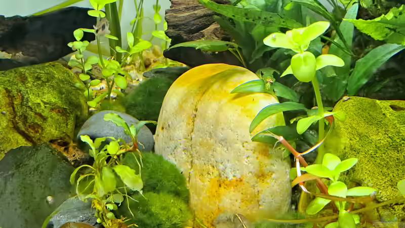 Aquarium Just like a new day -aufgelöst von okefenokee (53)