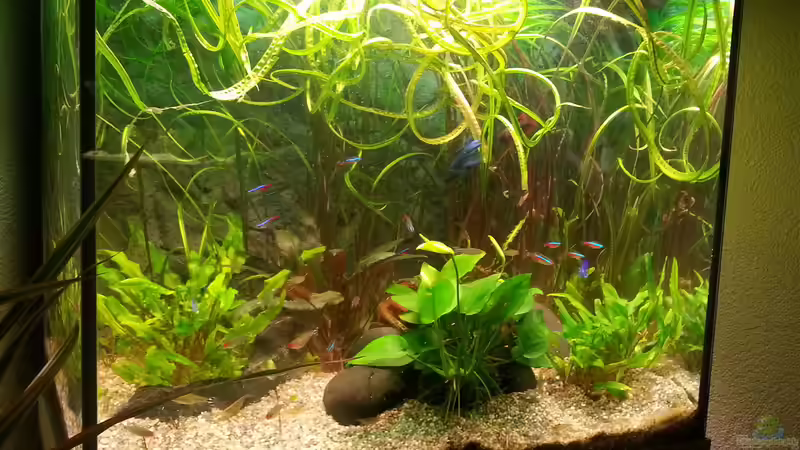 Aquarium juwel 120 l grünes durcheinander von mstard (2)