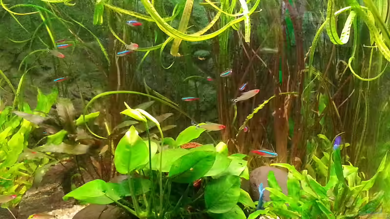 Aquarium juwel 120 l grünes durcheinander von mstard (3)