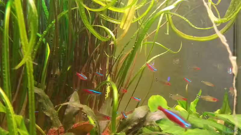 Aquarium juwel 120 l grünes durcheinander von mstard (4)