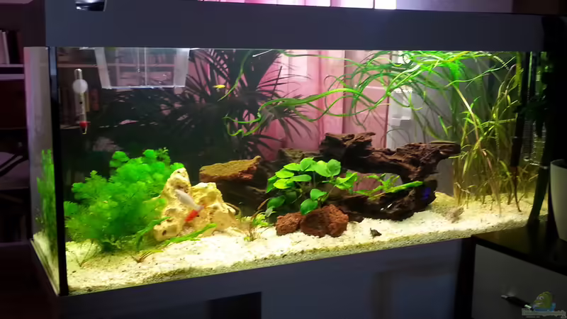 Aquarium juwel 240l von mstard (3)