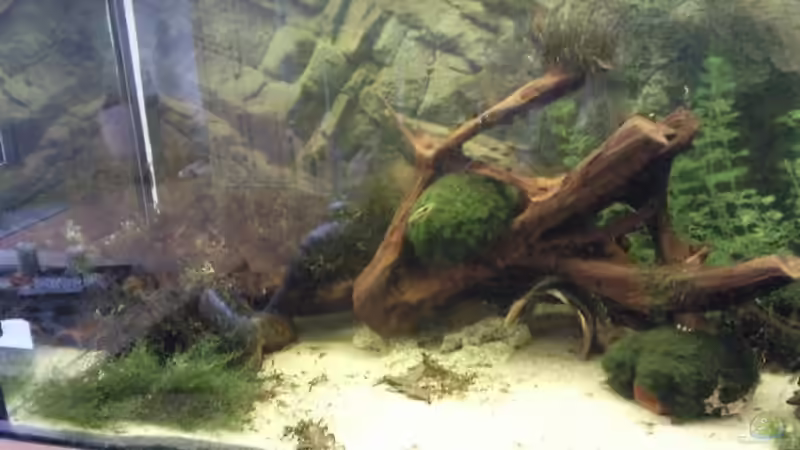 Aquarium Juwel 300 von Occellaris (5)