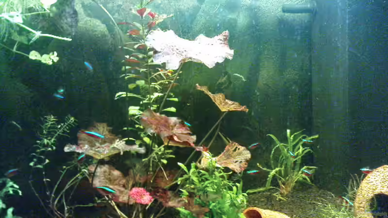 Aquarium Juwel-aquarium Rio 240 von Die Hängenden Gärten (10)