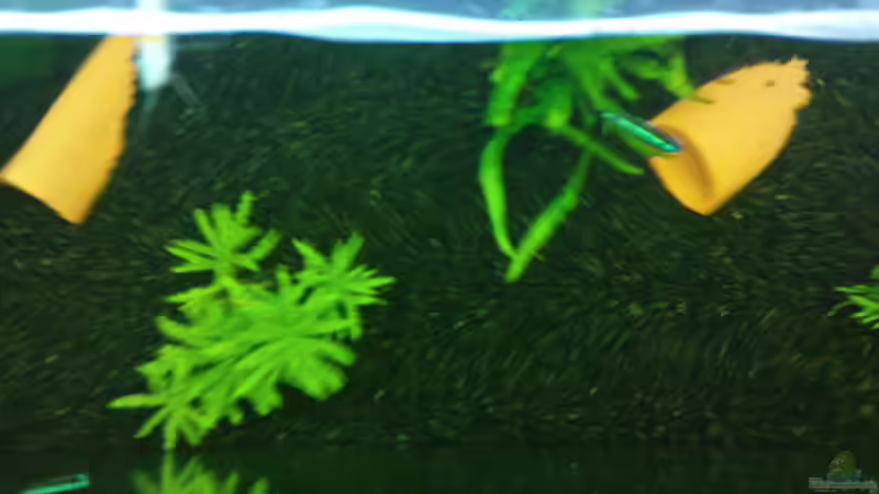 Aquarium Juwel-aquarium Rio 240 von Die Hängenden Gärten (2)