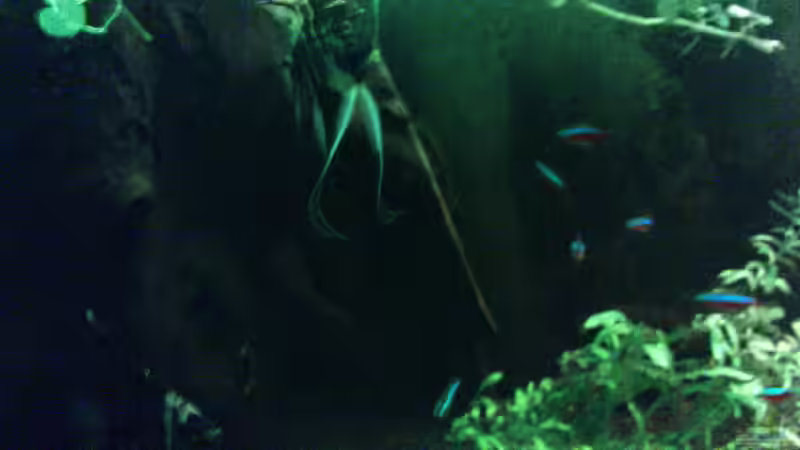 Aquarium Juwel-aquarium Rio 240 von Die Hängenden Gärten (7)