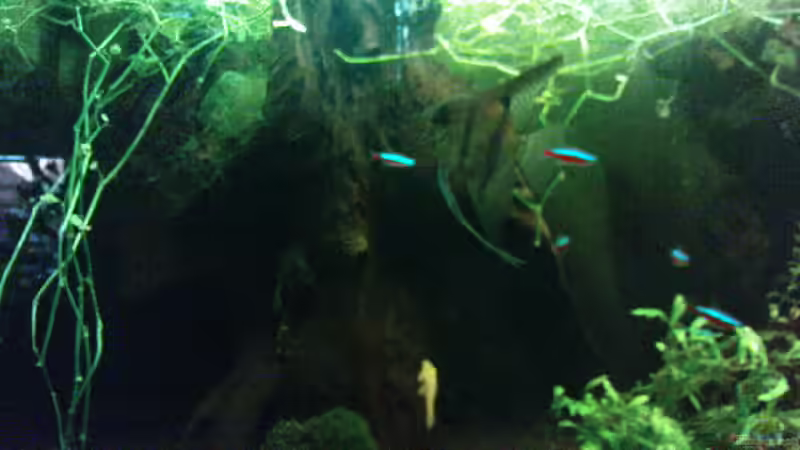 Aquarium Juwel-aquarium Rio 240 von Die Hängenden Gärten (9)