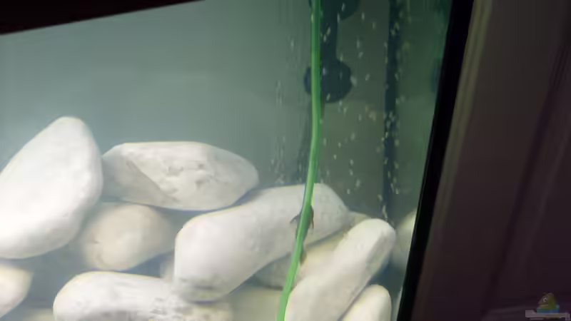 Aquarium Juwel Aquarium Vision 260 mit Unterschrank von Chrstian Seupel (10)