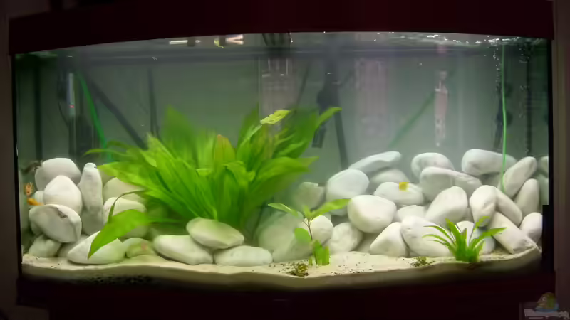 Aquarium Juwel Aquarium Vision 260 mit Unterschrank von Chrstian Seupel (2)