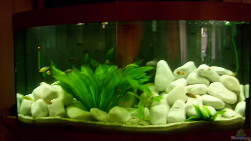 Aquarium Juwel Aquarium Vision 260 mit Unterschrank von Chrstian Seupel (4)