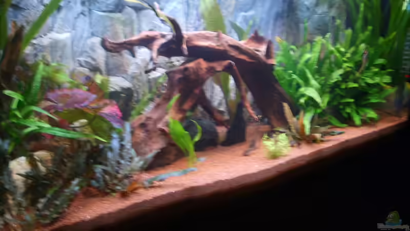 Aquarium Juwel Aquarium von andee (2)