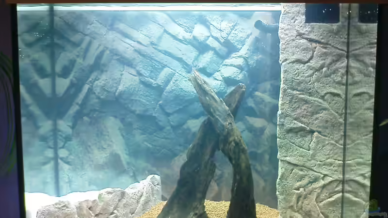 Aquarium Juwel Lido 120 weiß von BVB-Barbe (2)