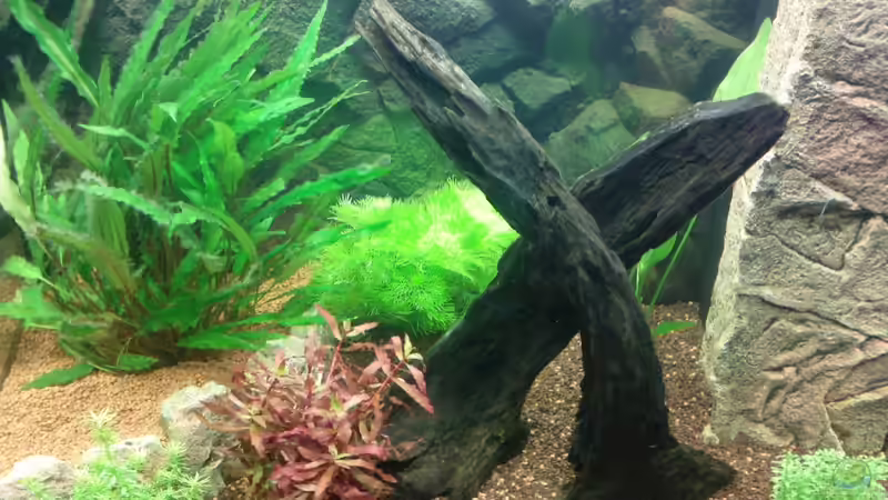 Aquarium Juwel Lido 120 weiß von BVB-Barbe (5)
