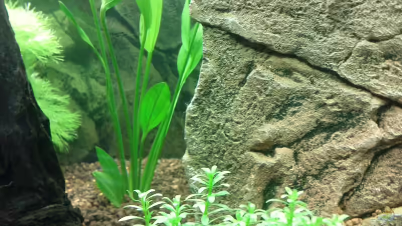 Aquarium Juwel Lido 120 weiß von BVB-Barbe (7)