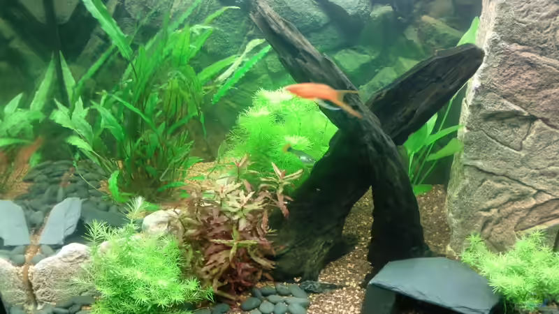 Aquarium Juwel Lido 120 weiß von BVB-Barbe (8)