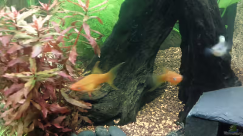 Aquarium Juwel Lido 120 weiß von BVB-Barbe (9)